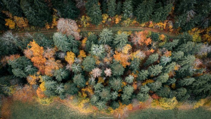 Couleurs d'automne en forêt